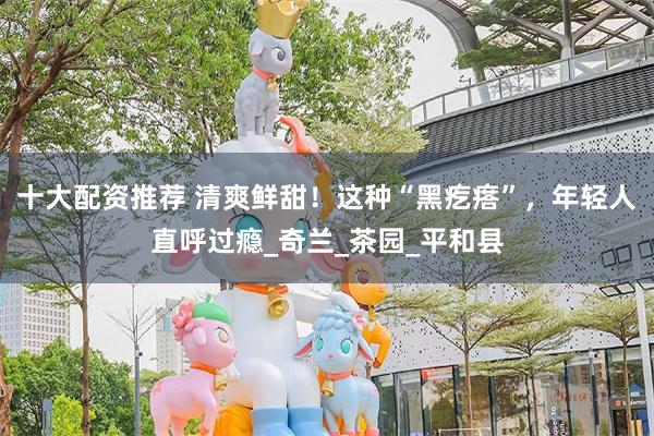 十大配资推荐 清爽鲜甜！这种“黑疙瘩”，年轻人直呼过瘾_奇兰_茶园_平和县