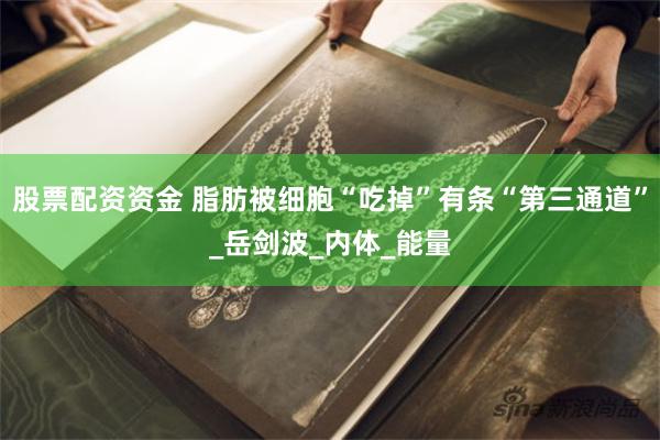 股票配资资金 脂肪被细胞“吃掉”有条“第三通道”_岳剑波_内体_能量